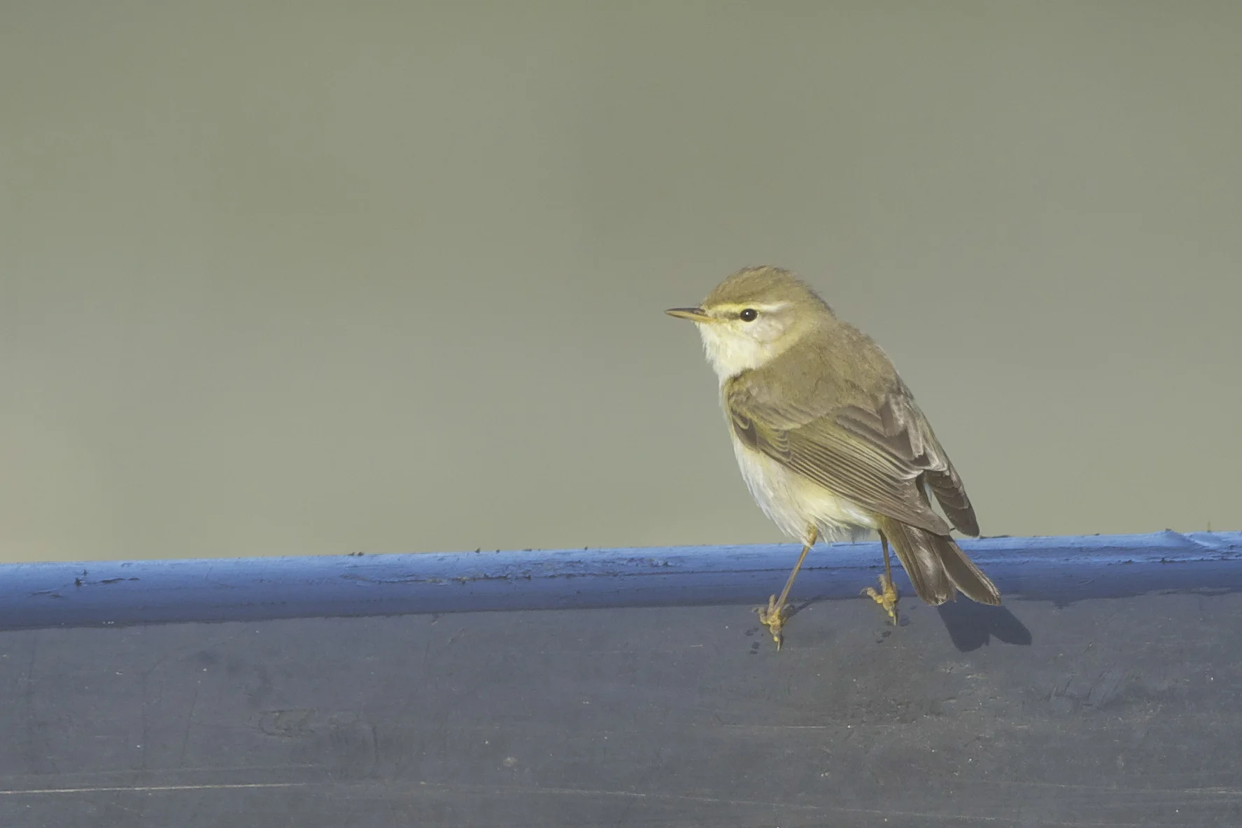 Willow Warbler