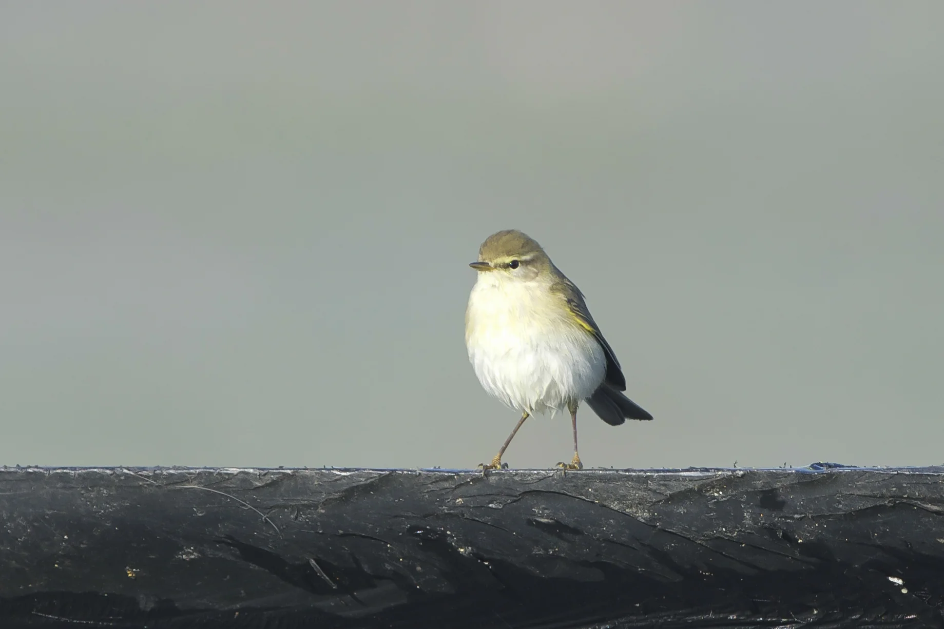 Willow Warbler
