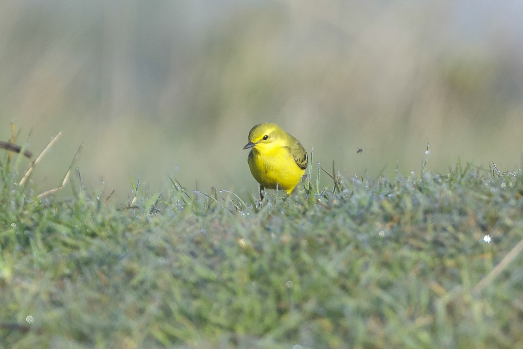 Yellow Wagtail (male)