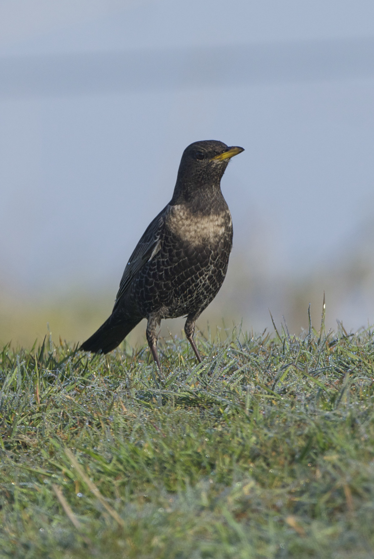 Ring Ouzel (female)