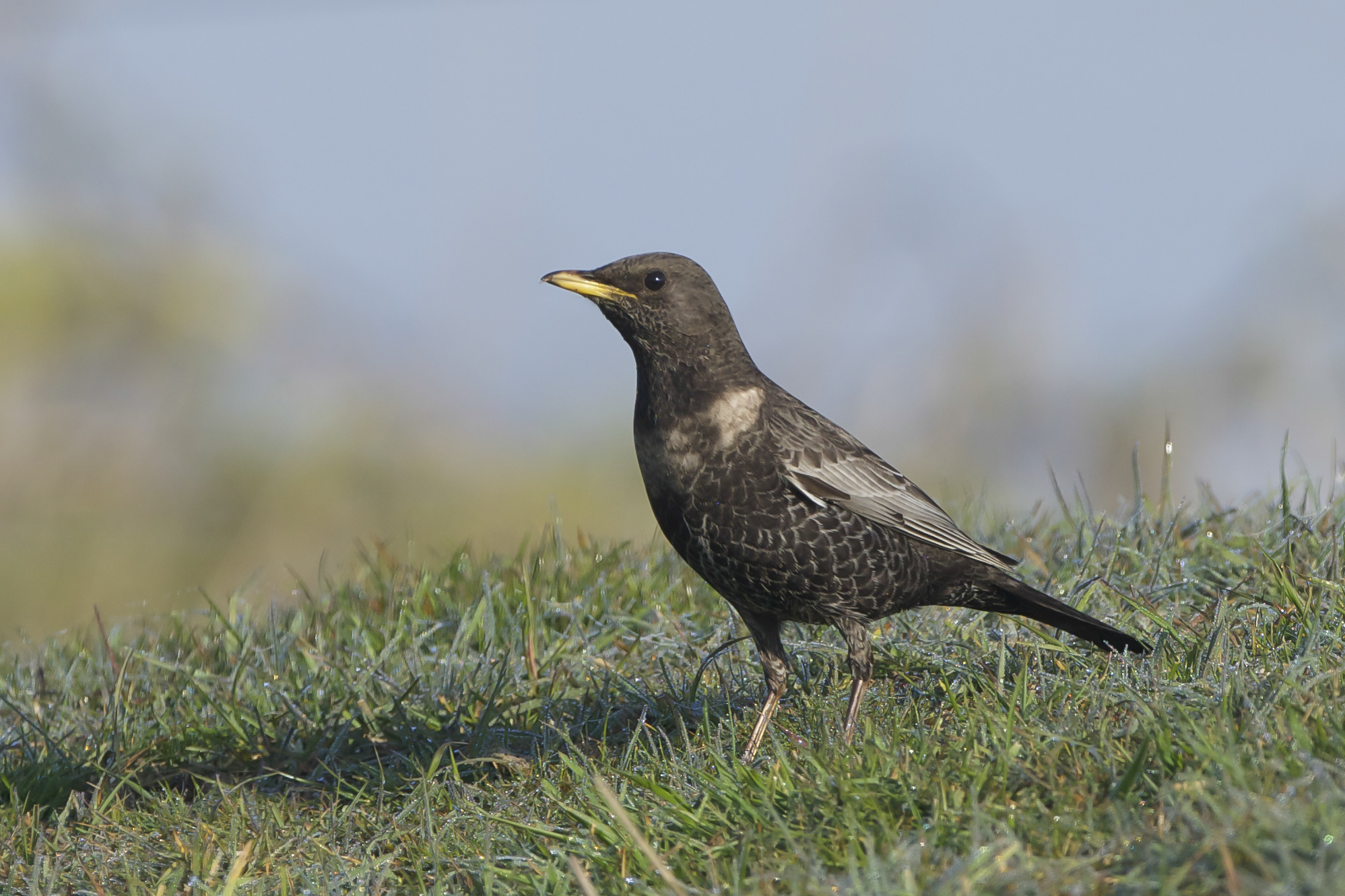 Ring Ouzel (female)