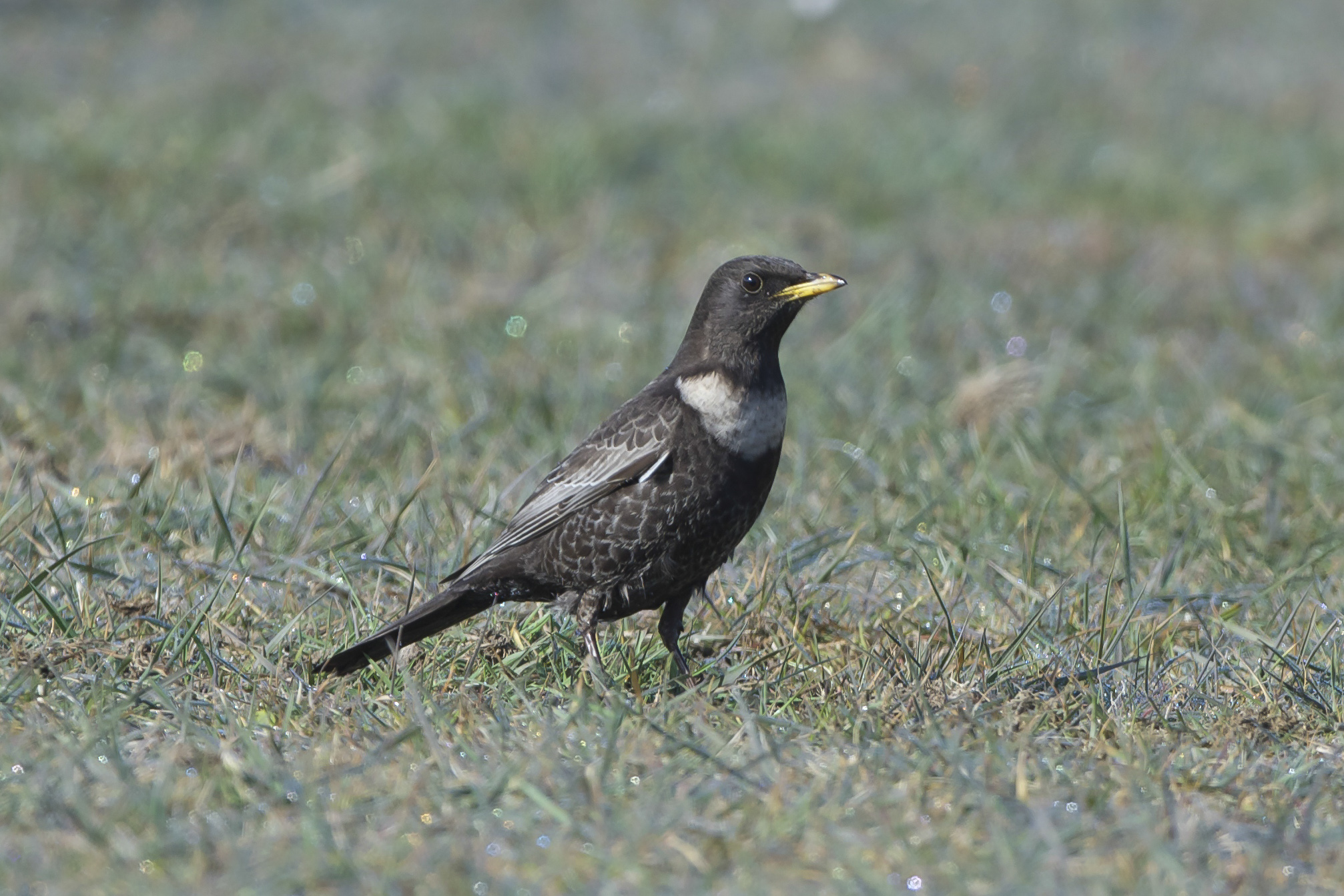 Ring Ouzel (male)