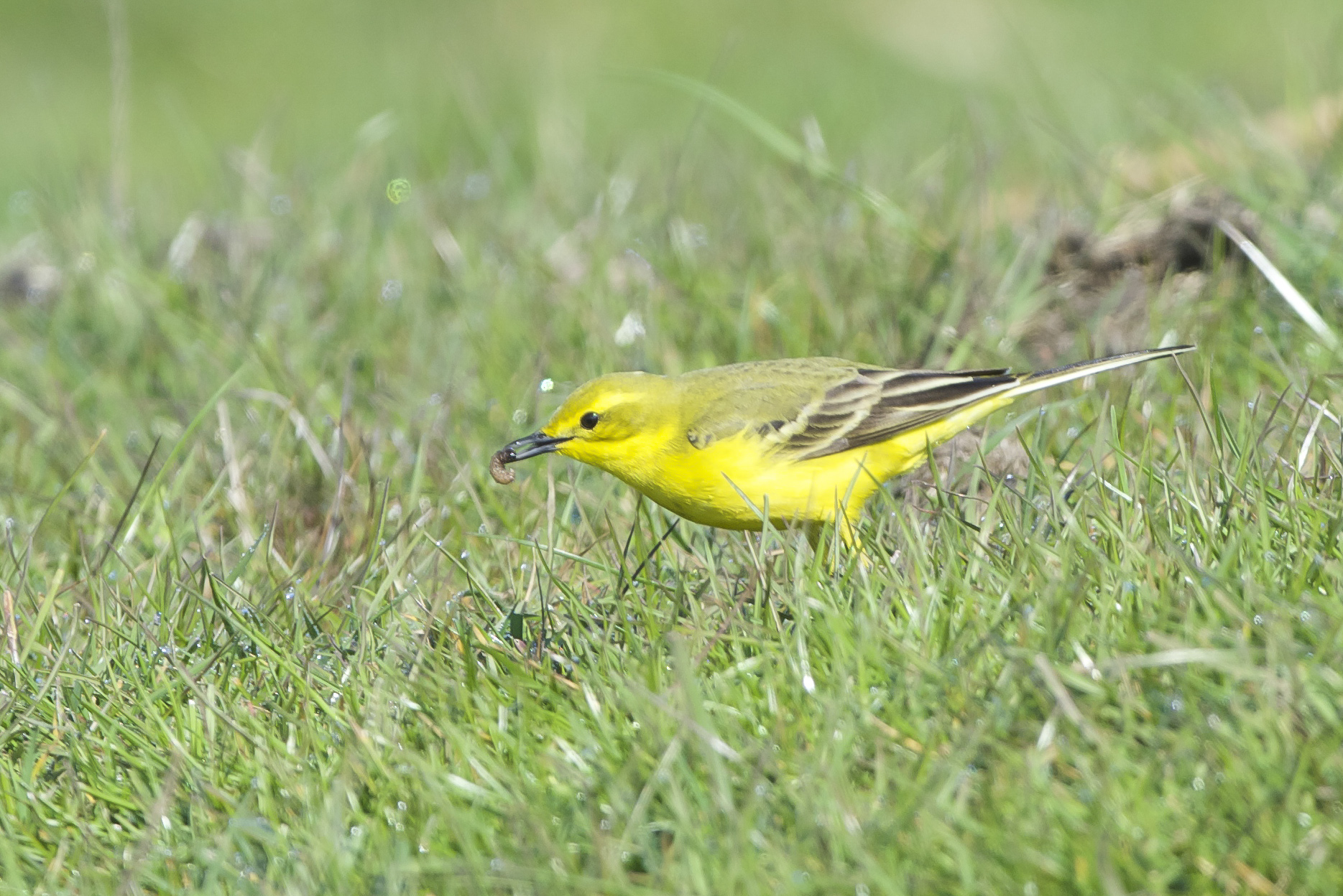 Yellow Wagtail (male)