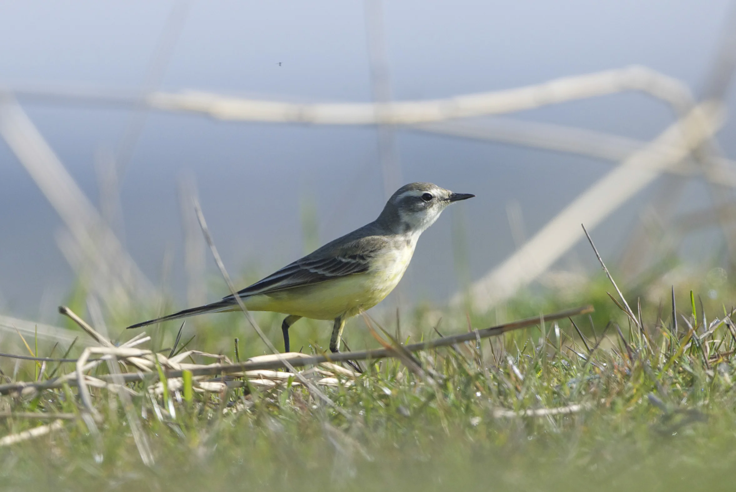 Blue-headed wagtail (female)