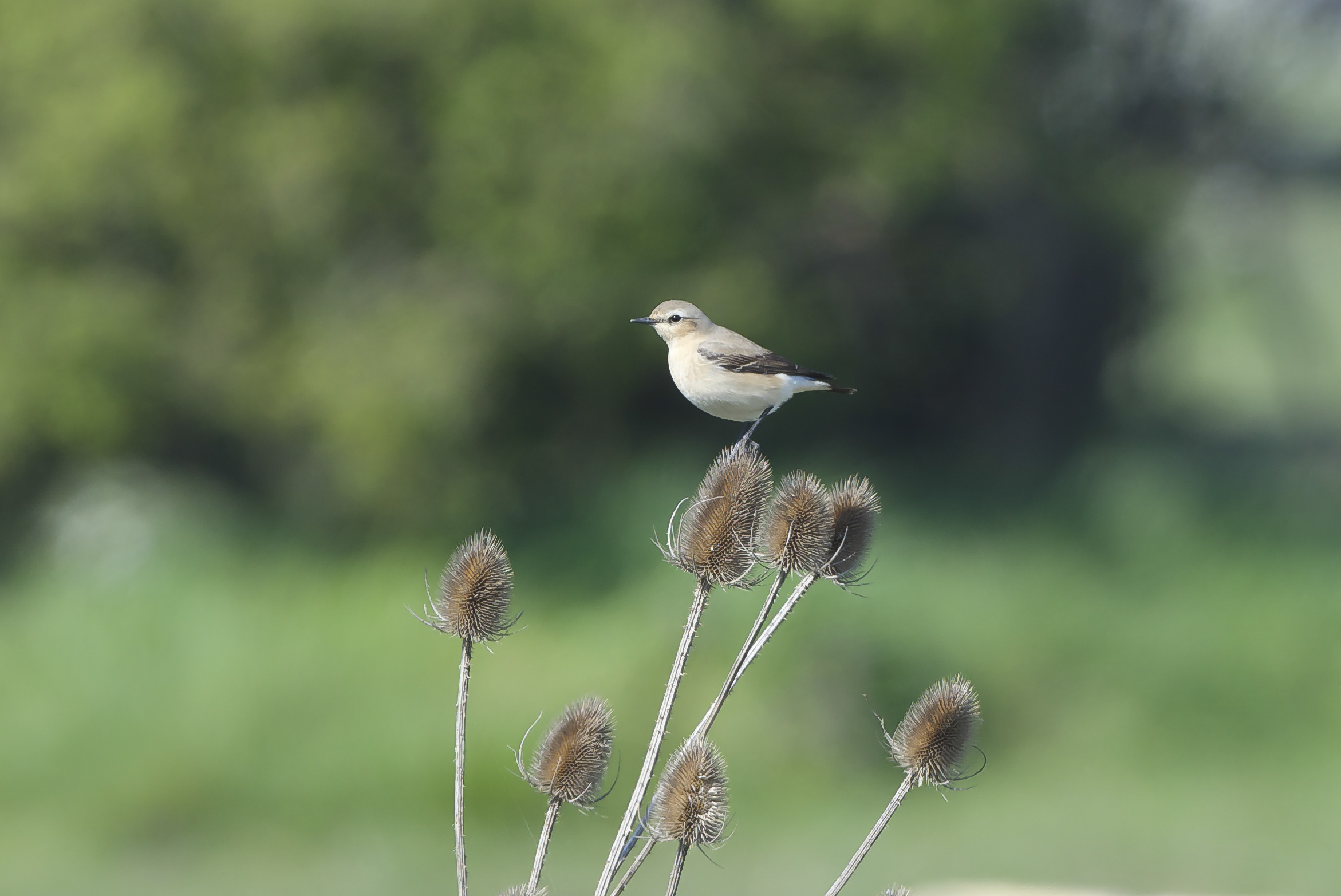 Wheatear (female)
