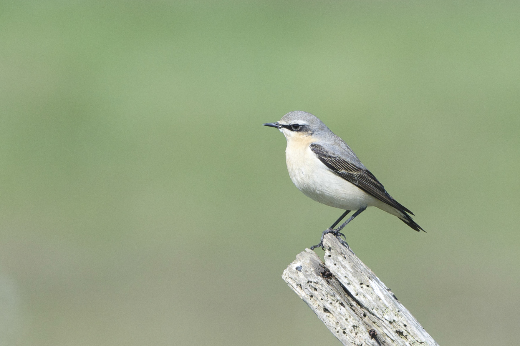 Blue-headed wagtail (female)
