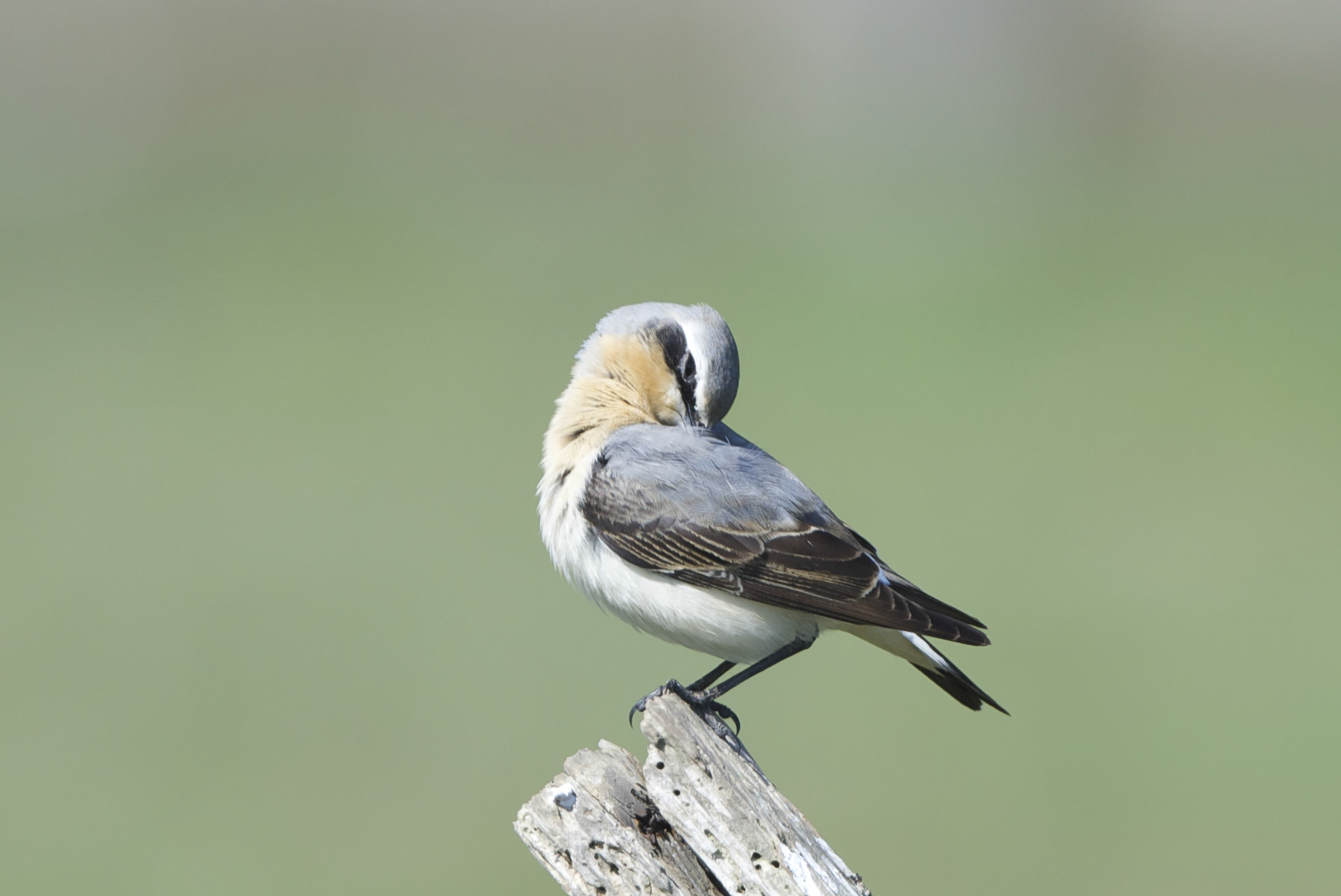 Blue-headed wagtail (female)