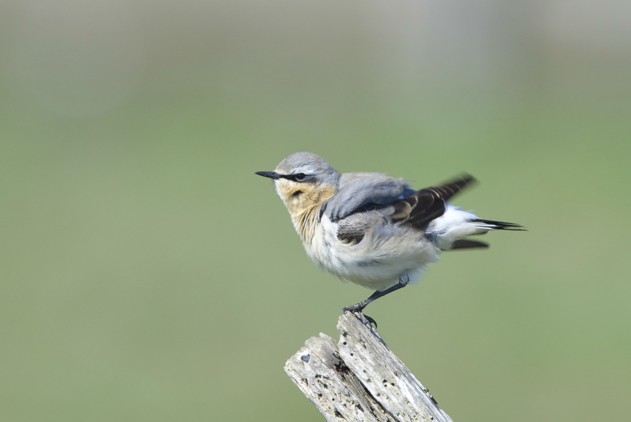 Blue-headed wagtail (female)