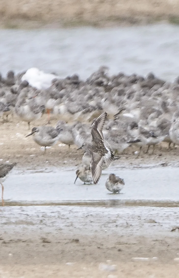 White rumped sandpiper & waders