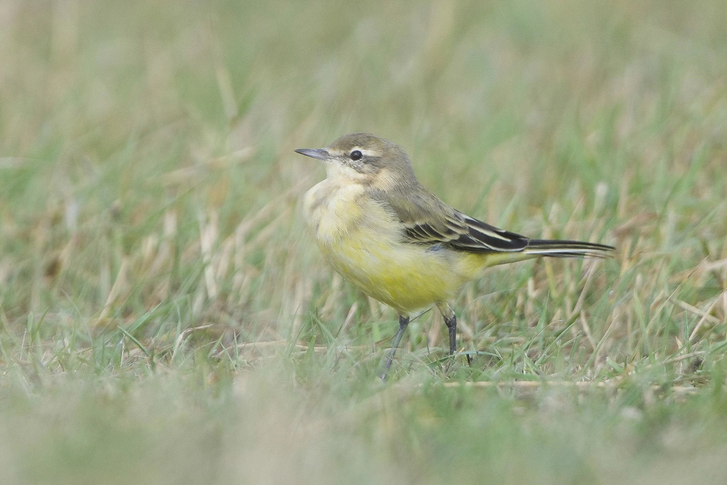 Yellow wagtail