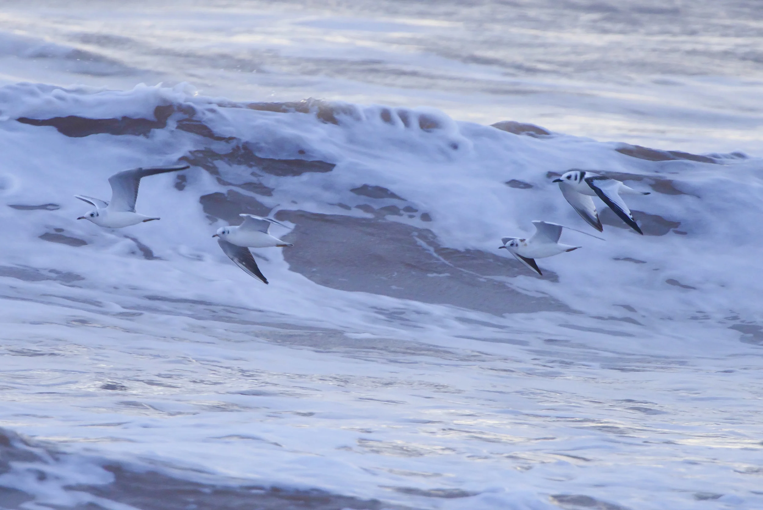 Gulls heading north