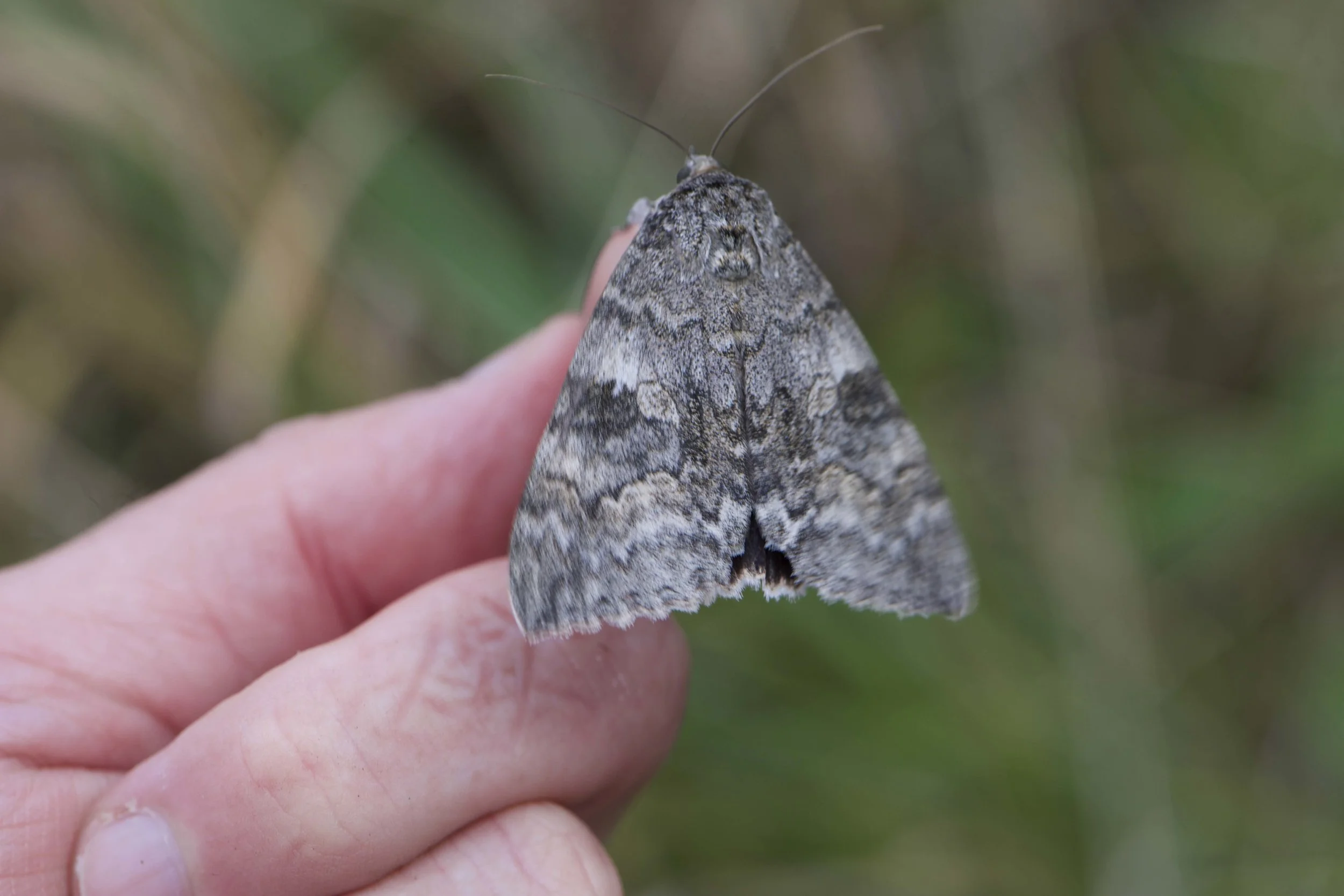 Red Underwing