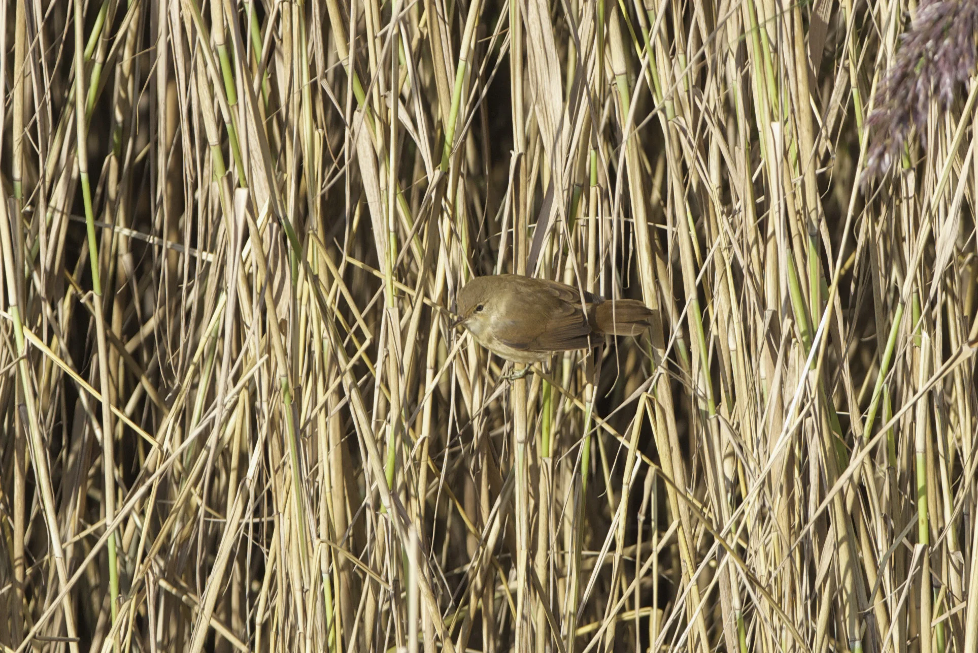 Reed warbler