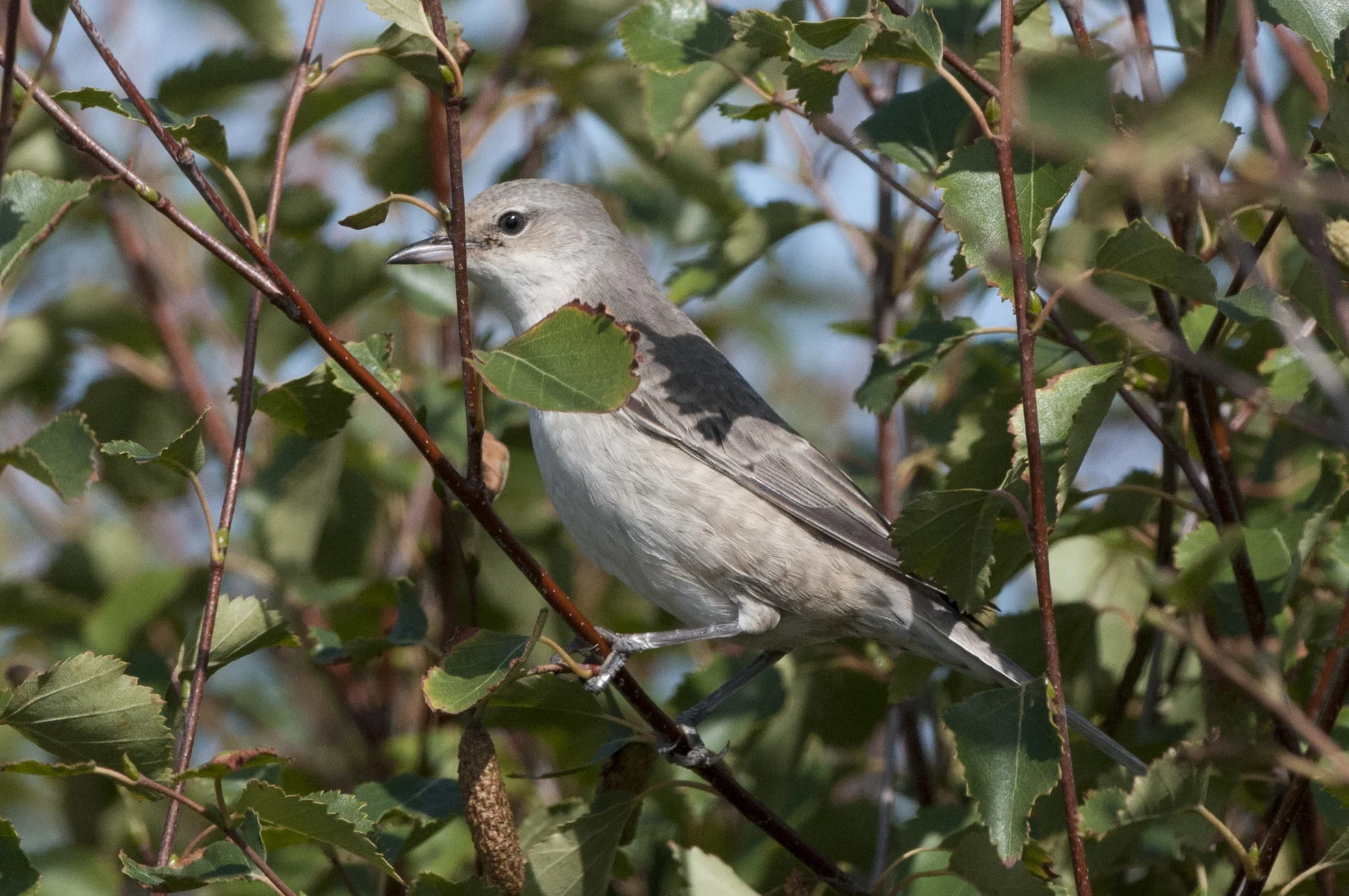 Barred warbler (stock photo)