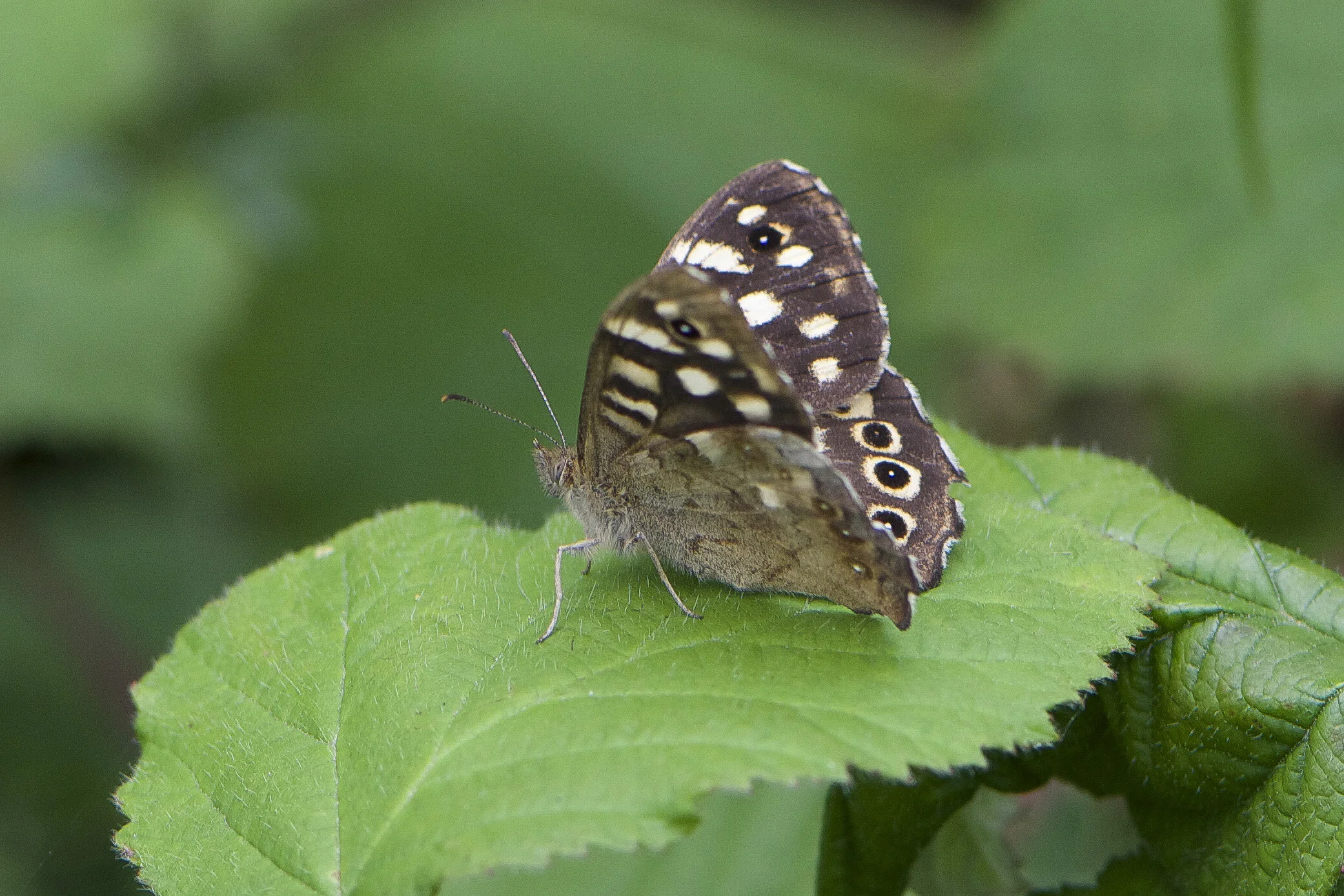East Yorkshire Butterflies — East Yorkshire Wildlife