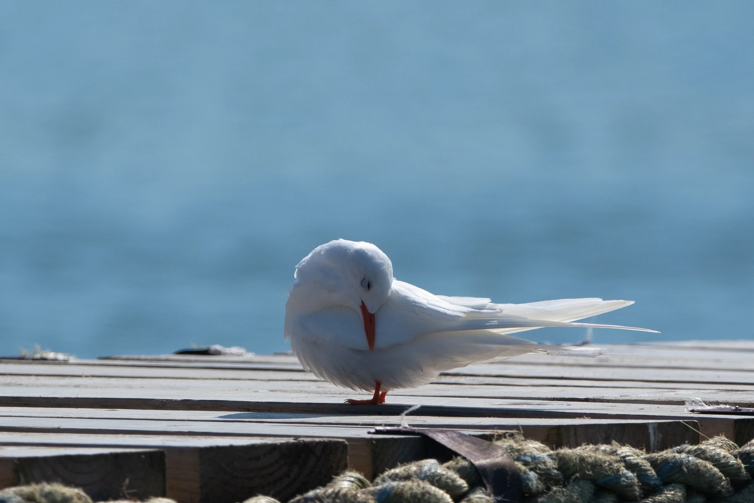 _DSC8220.jpg
