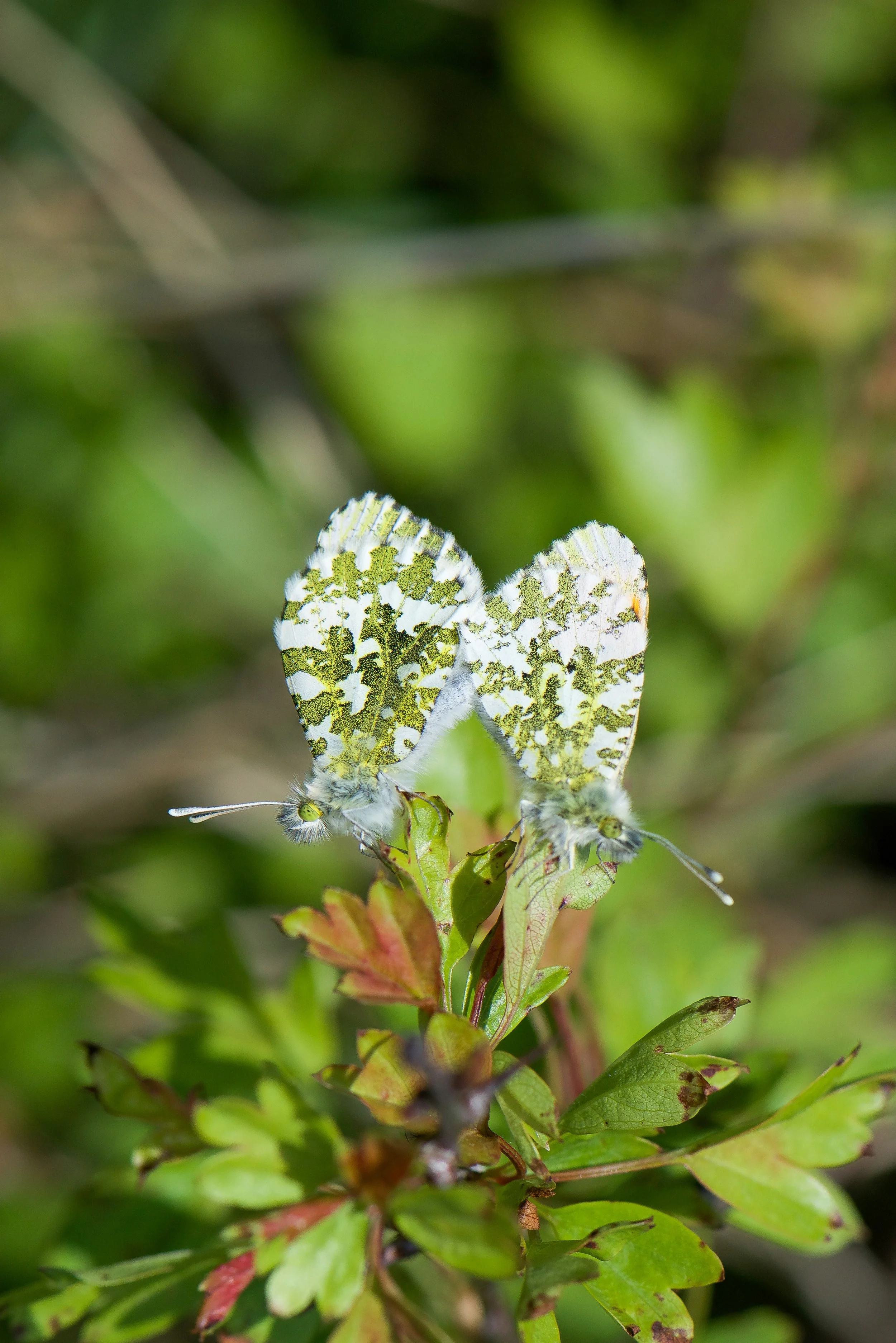 DSC_5628.jpg