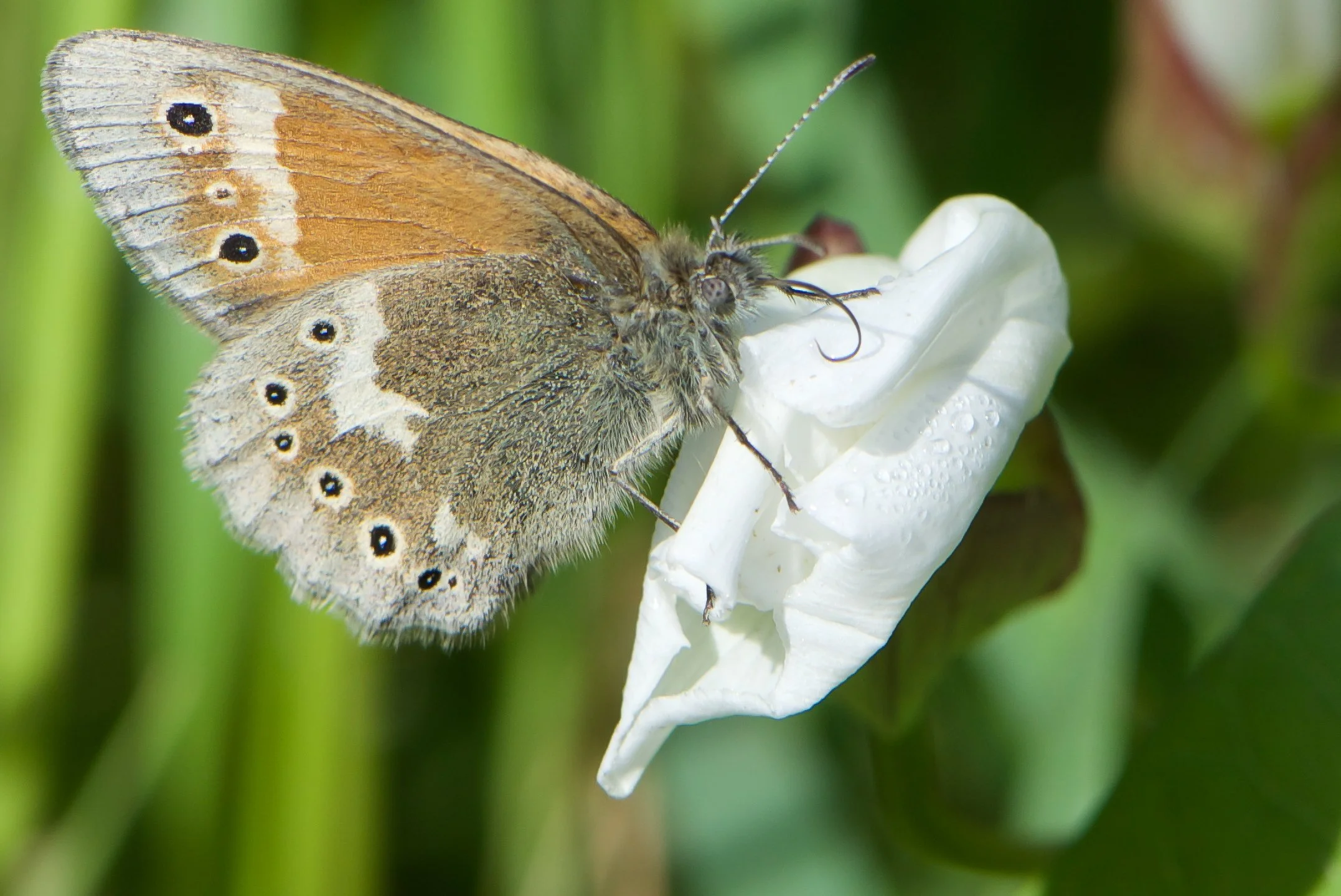 DSC_9511.jpg