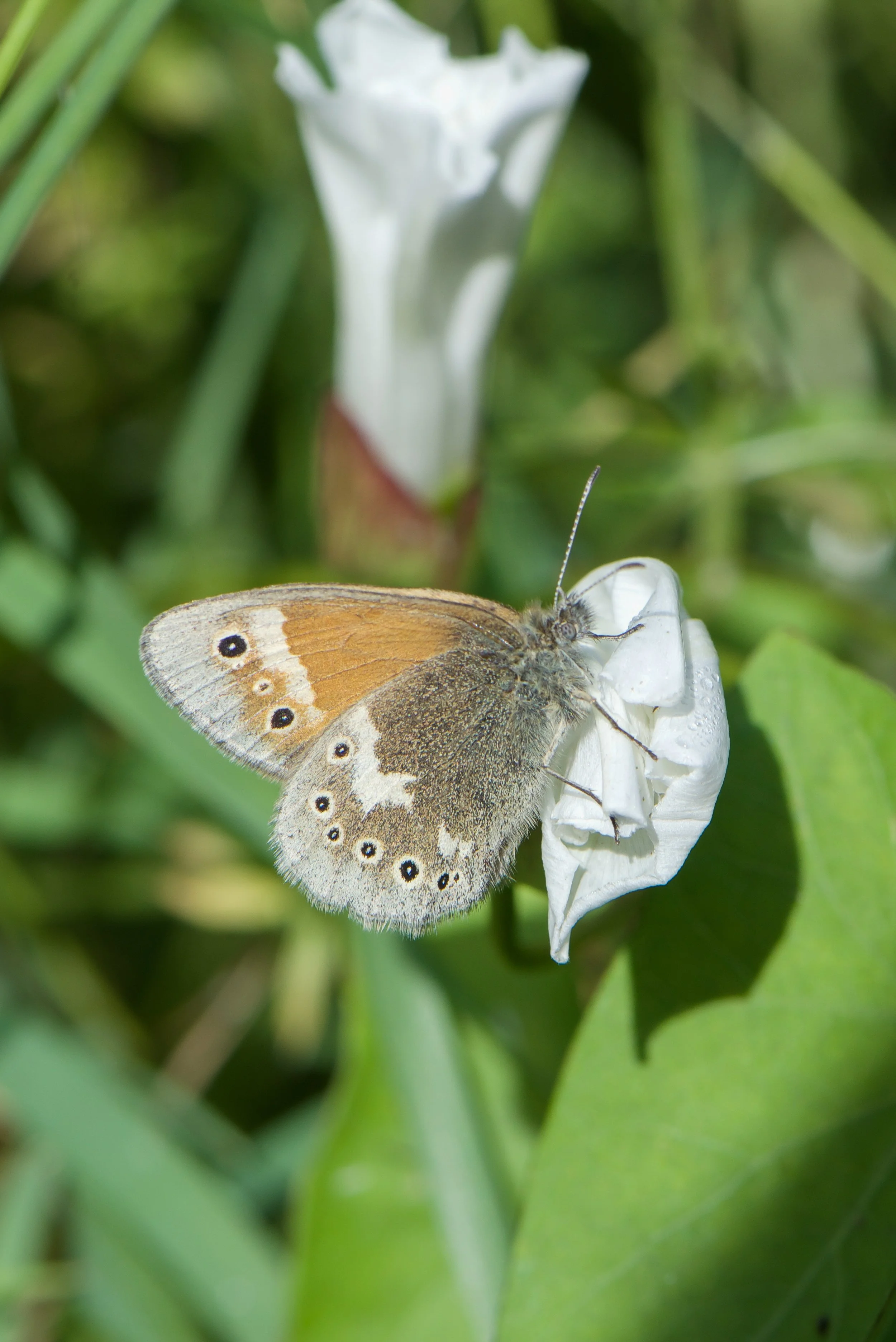 DSC_9518.jpg