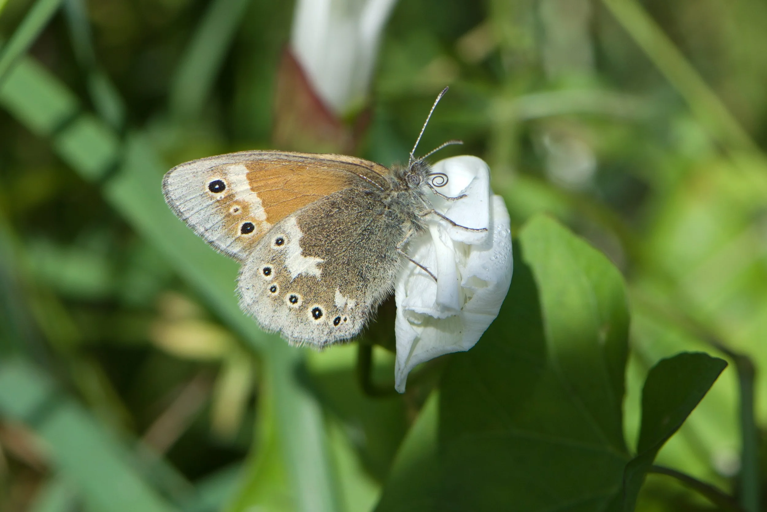 DSC_9536.jpg