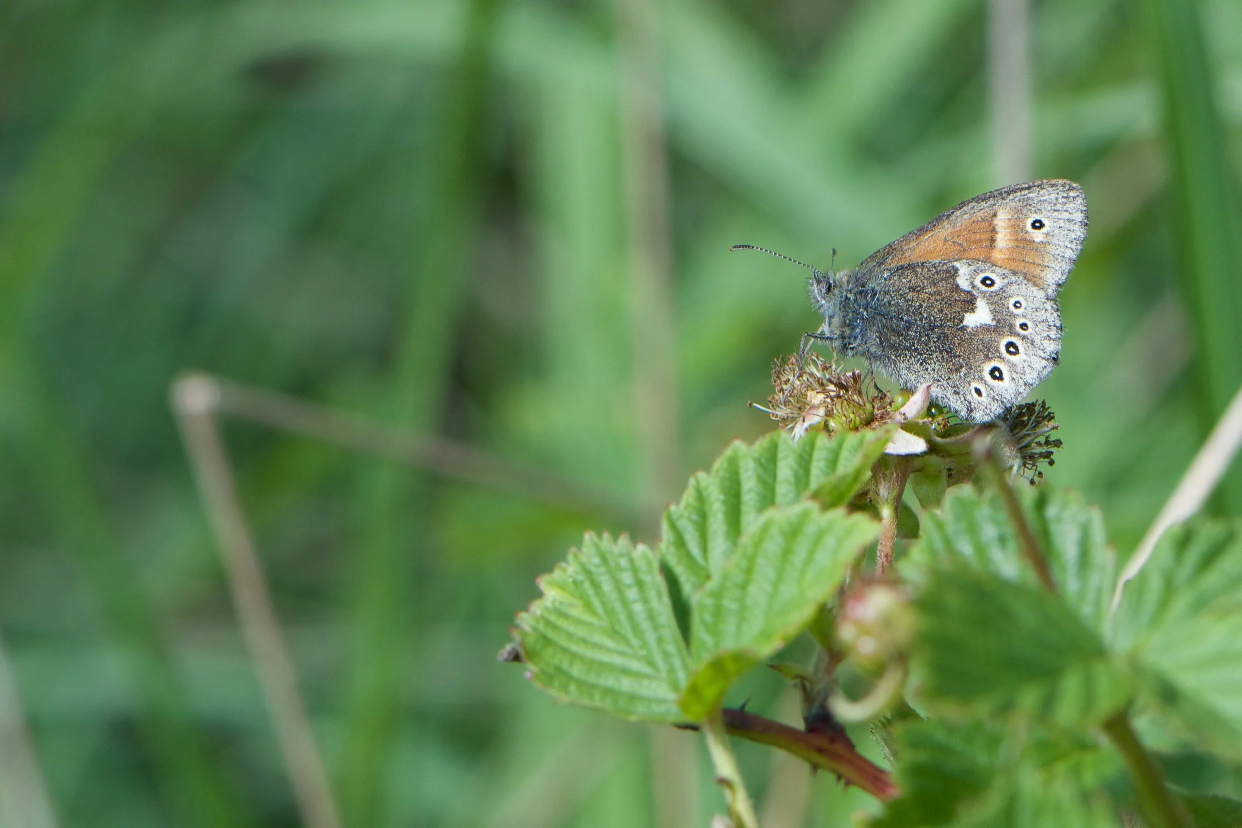 DSC_9929.jpg