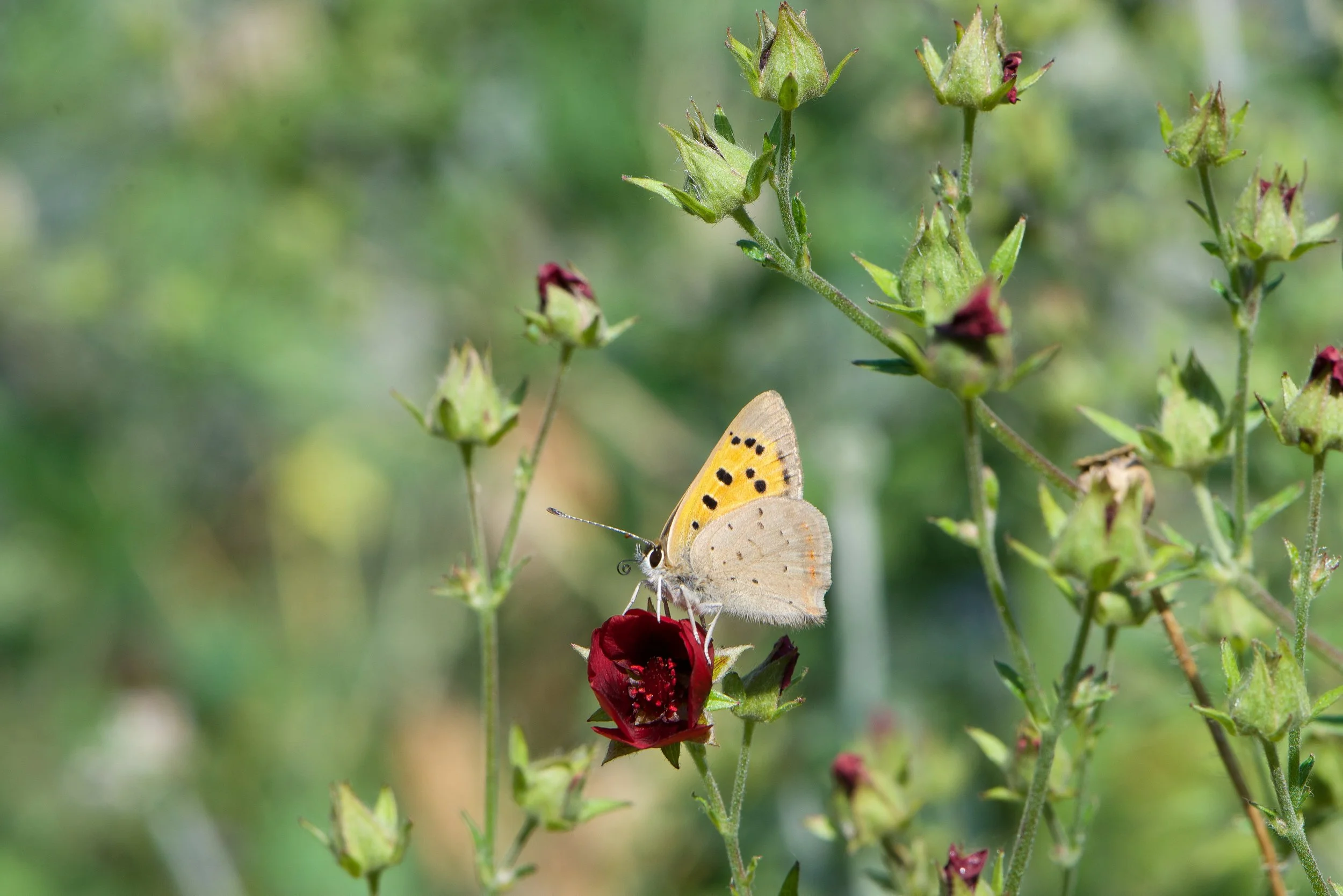 DSC_5732.jpg