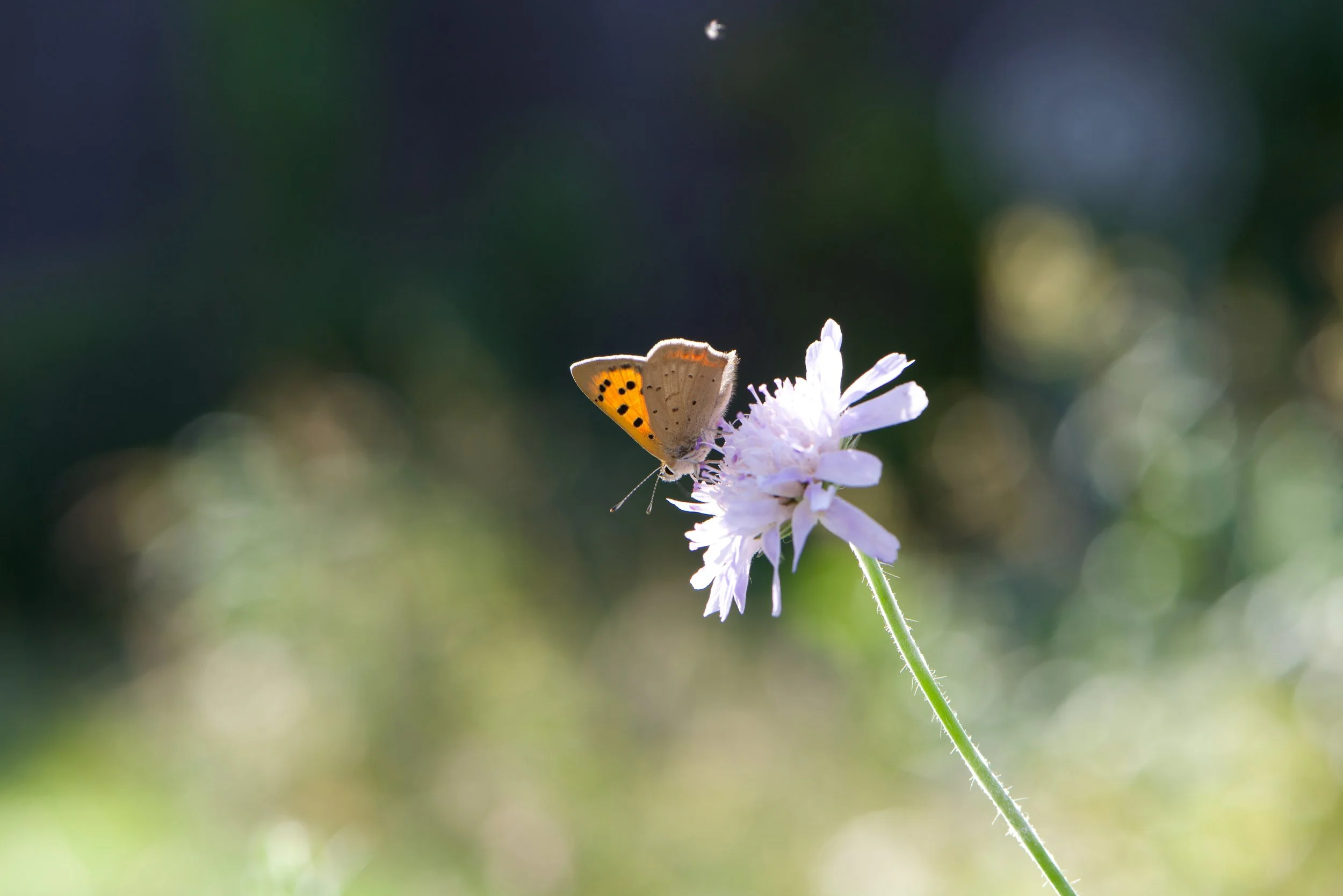 DSC_6232.jpg