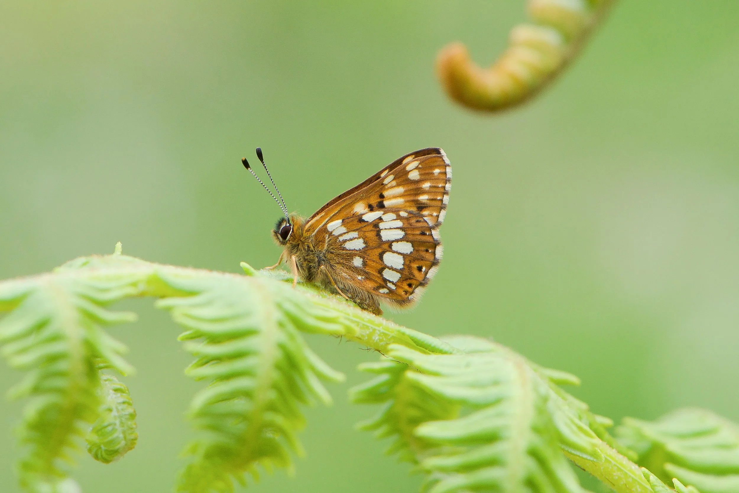 Duke of Burgundy