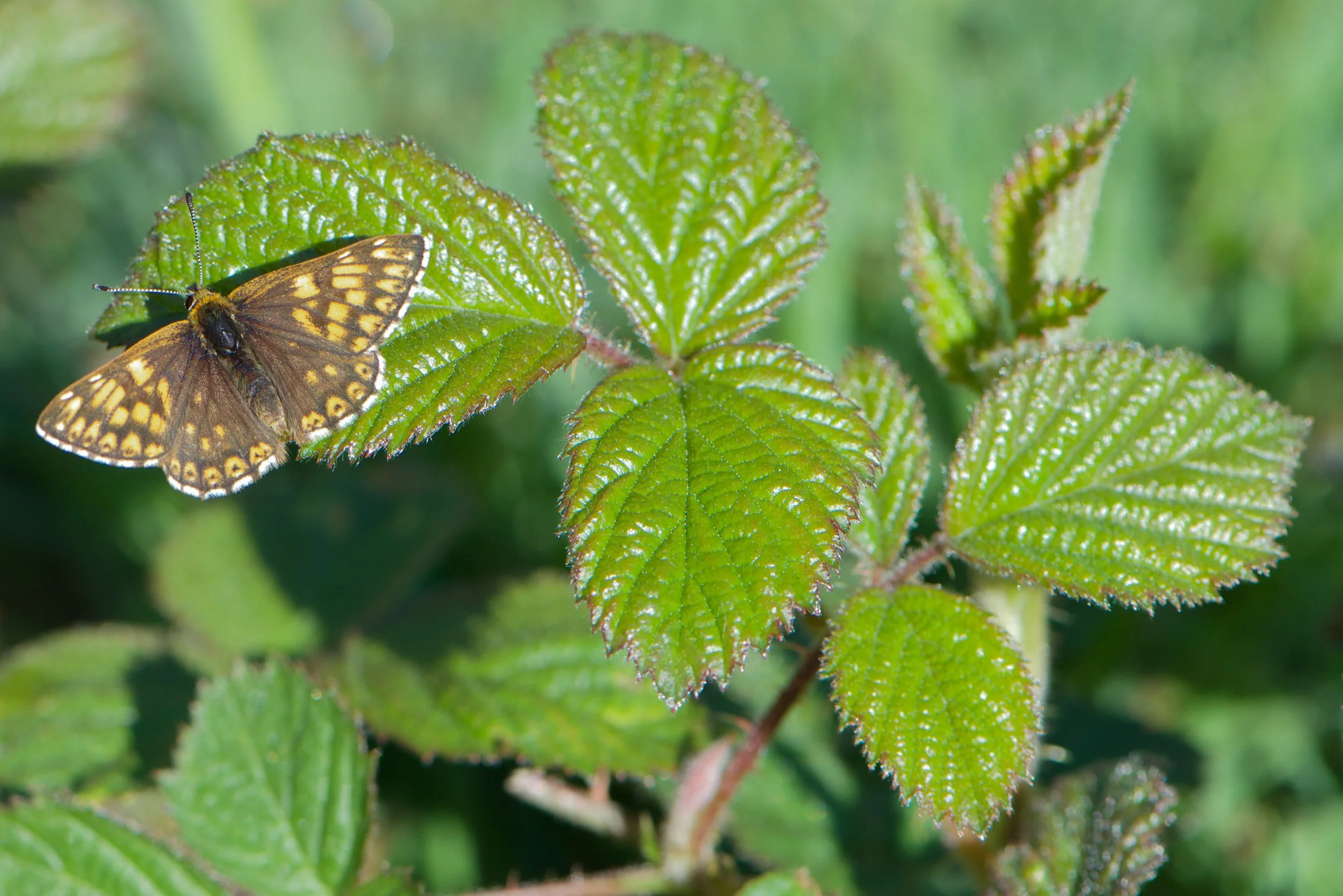 Duke of Burgundy