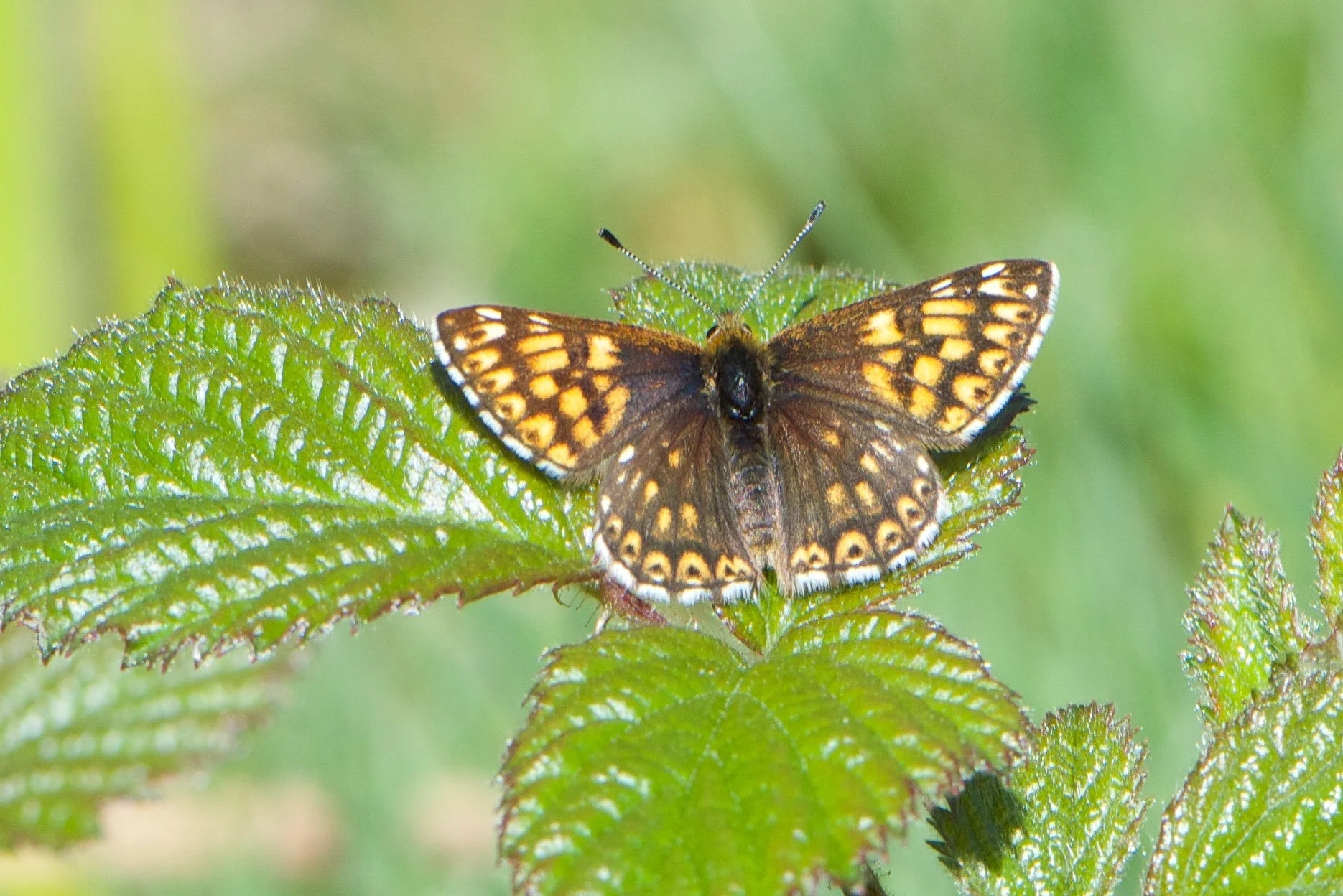 Duke of Burgundy