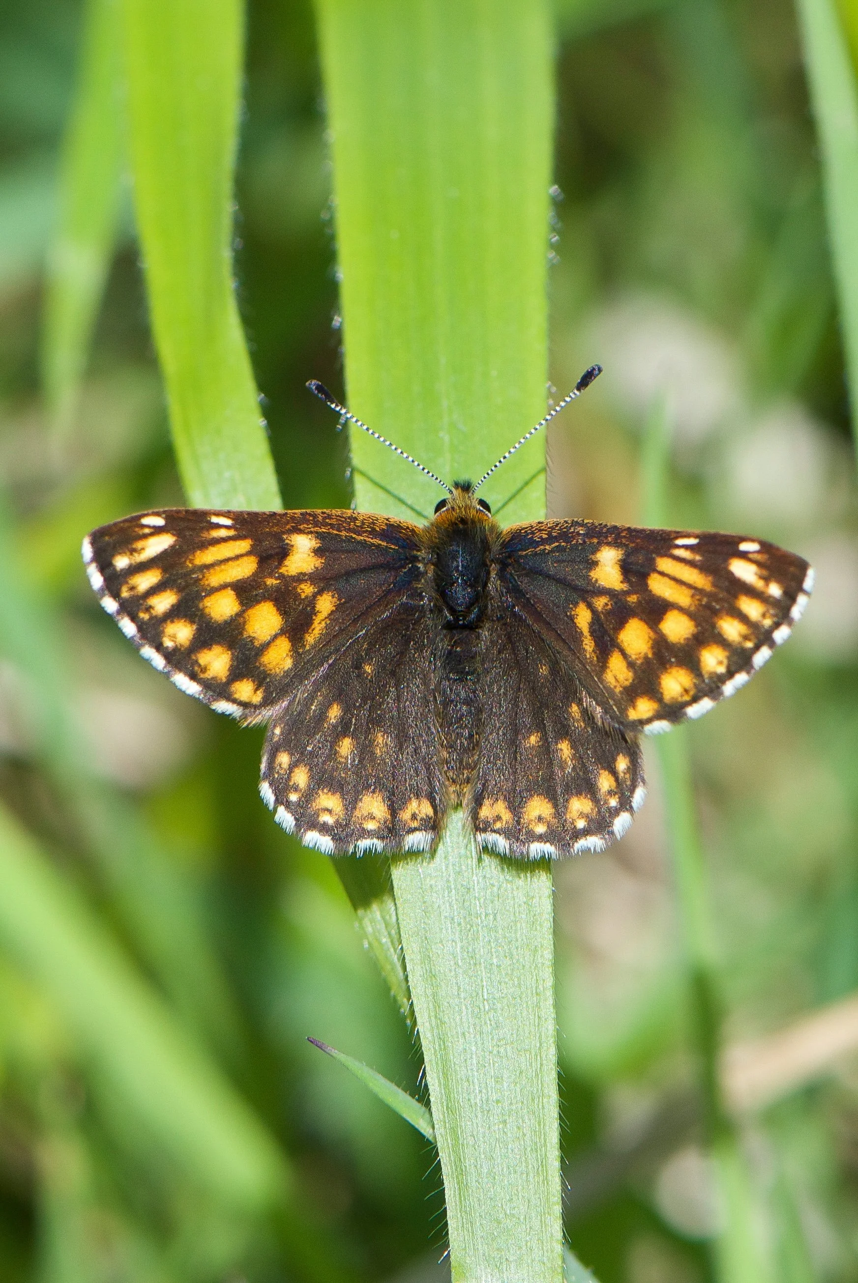 Duke of Burgundy