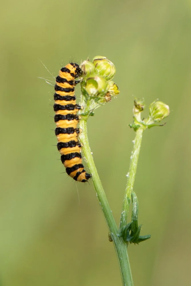 Cinnabar Moth Caterpillar