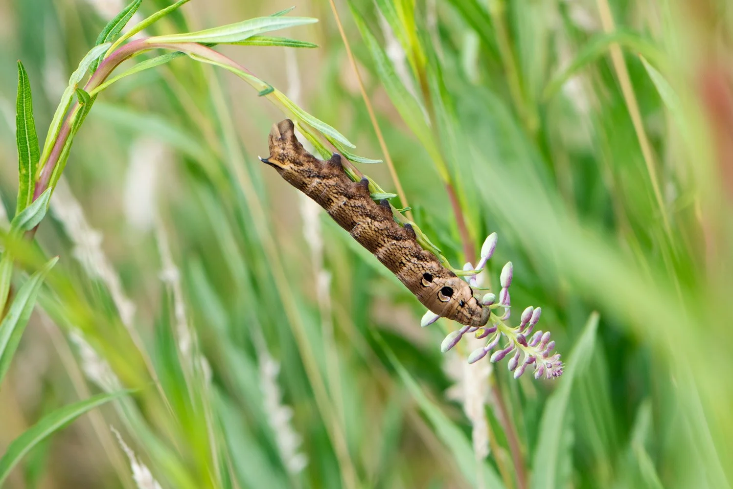 Elephant Hawk Moth Caterpillar