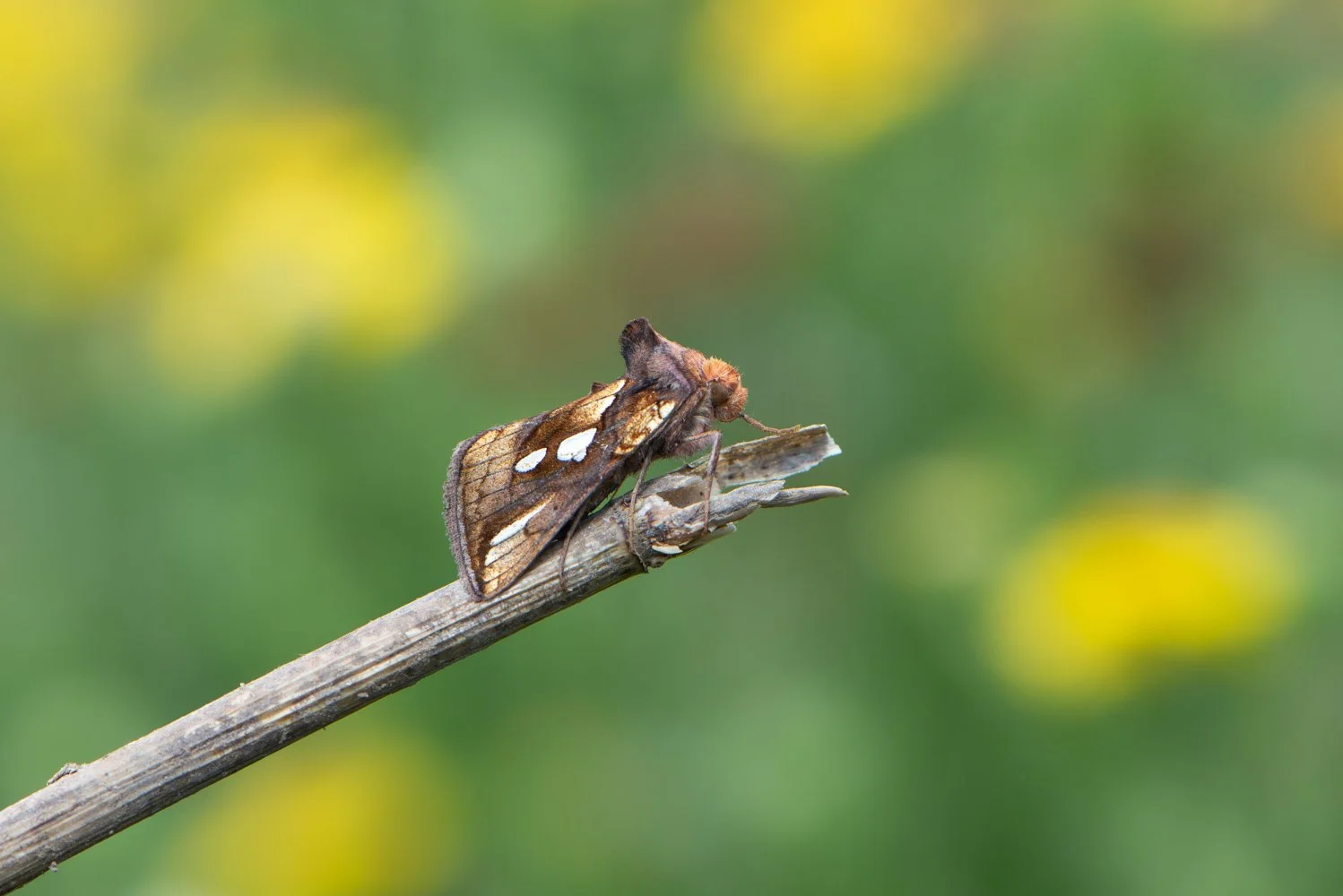 Gold Spot