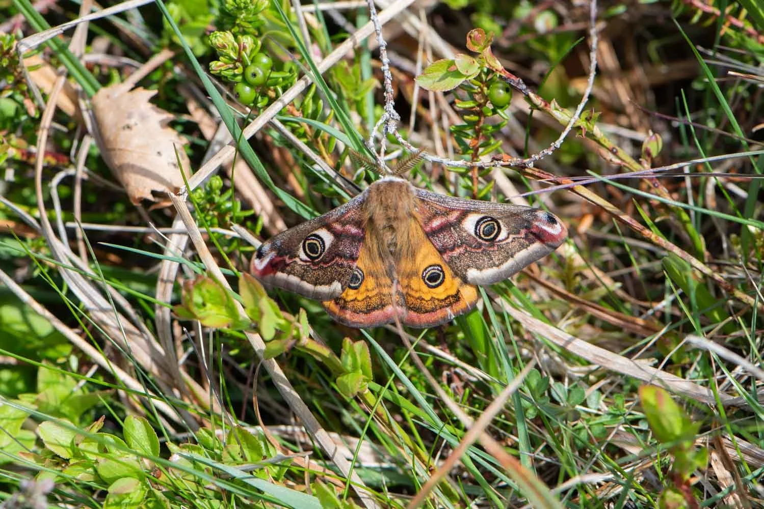 Emperor Moth