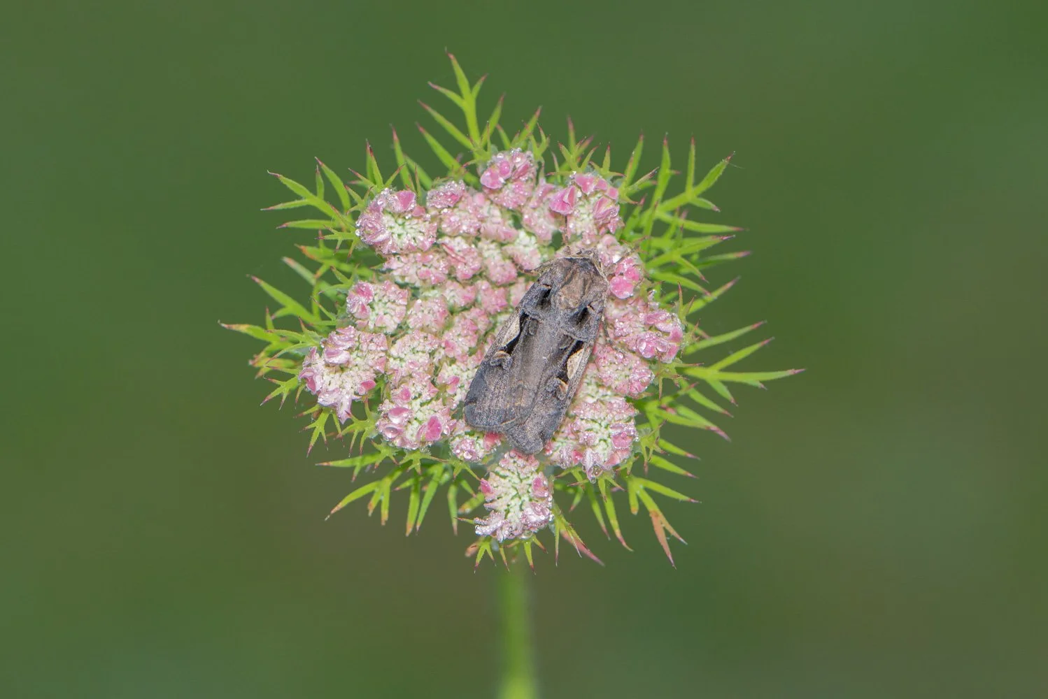 Setaceous Hebrew Caracter