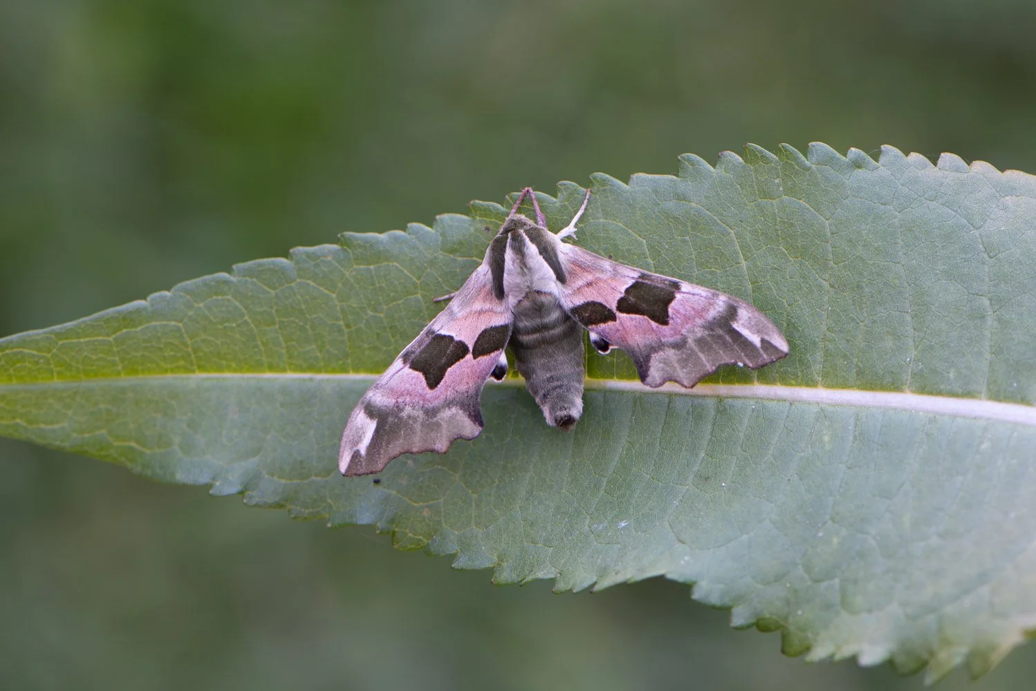 Lime Hawk-Moth