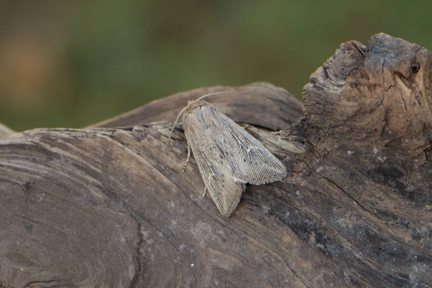 Obscure Wainscot