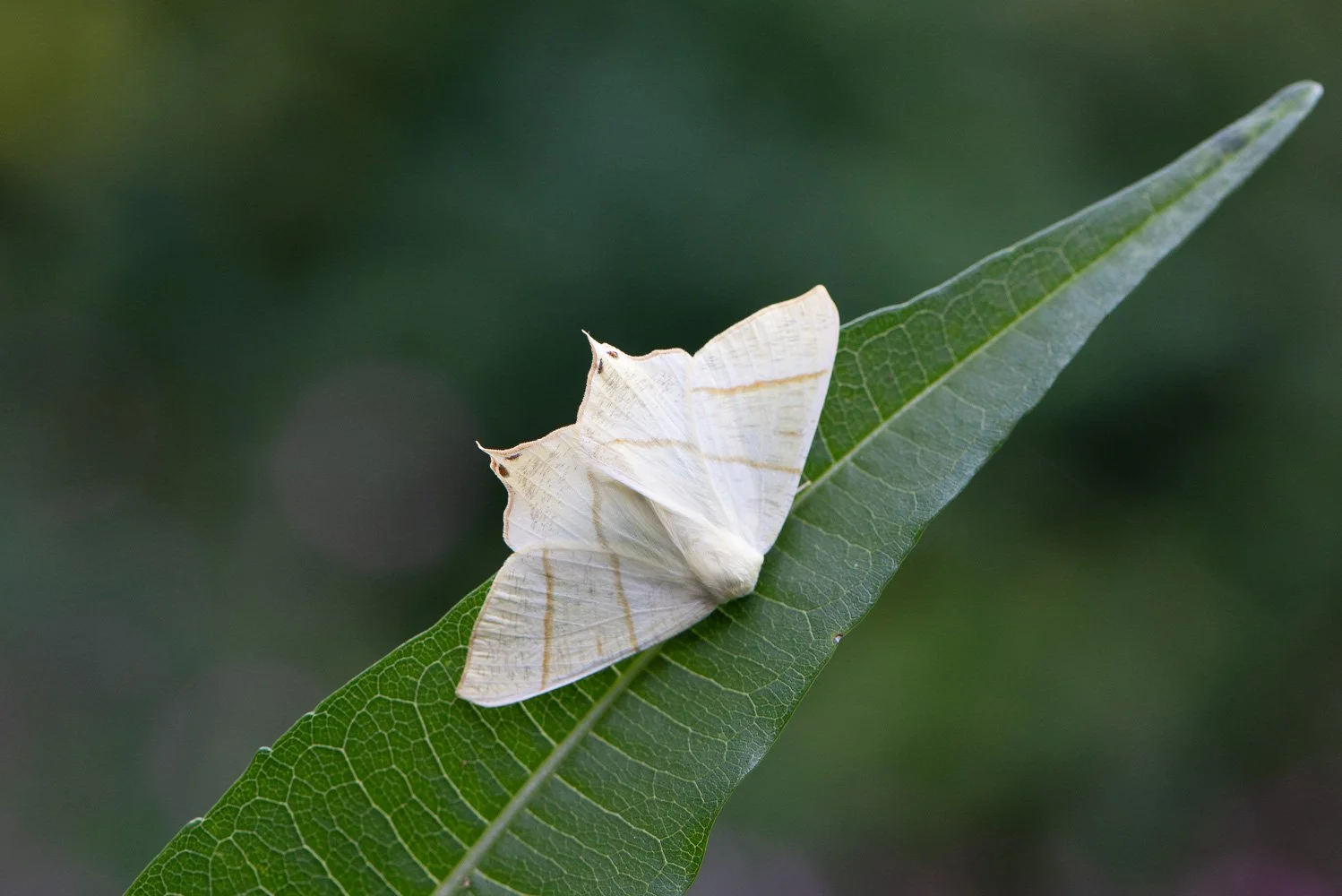 Swallowtail