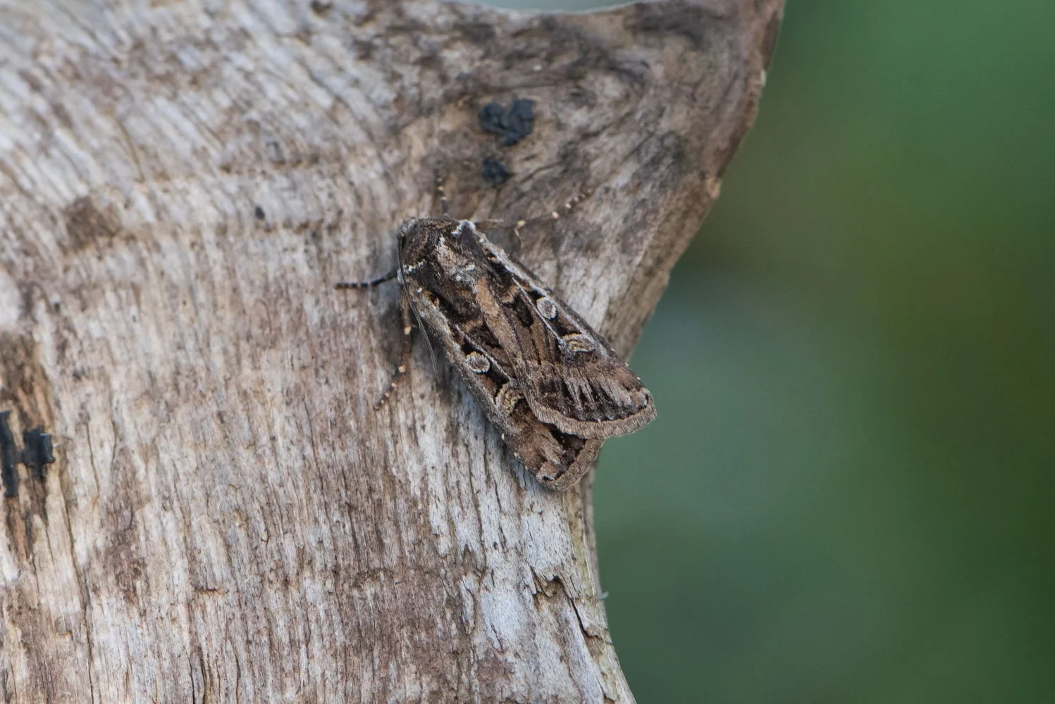 White-Line Dart