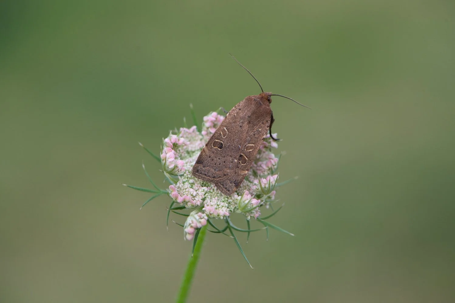 Lesser Yellow Underwing