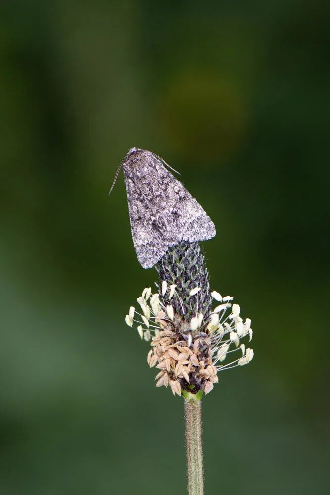 Poplar Grey