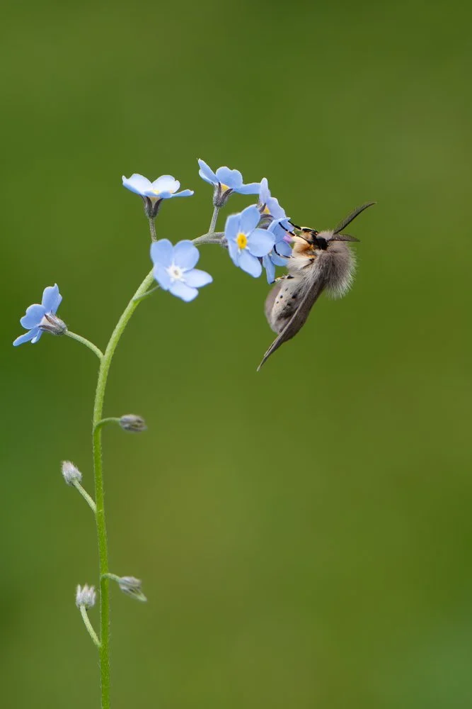 Mullein Moth