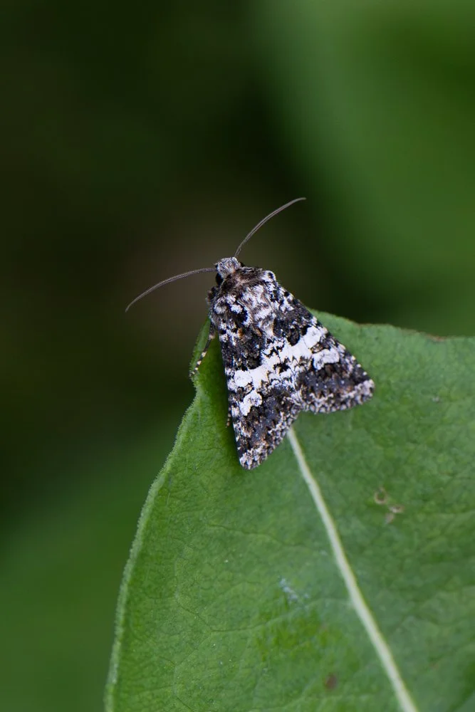 Varied Coronet