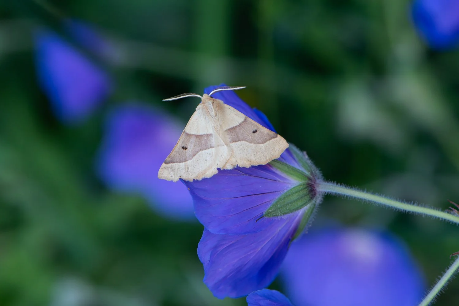 Scalloped Oak