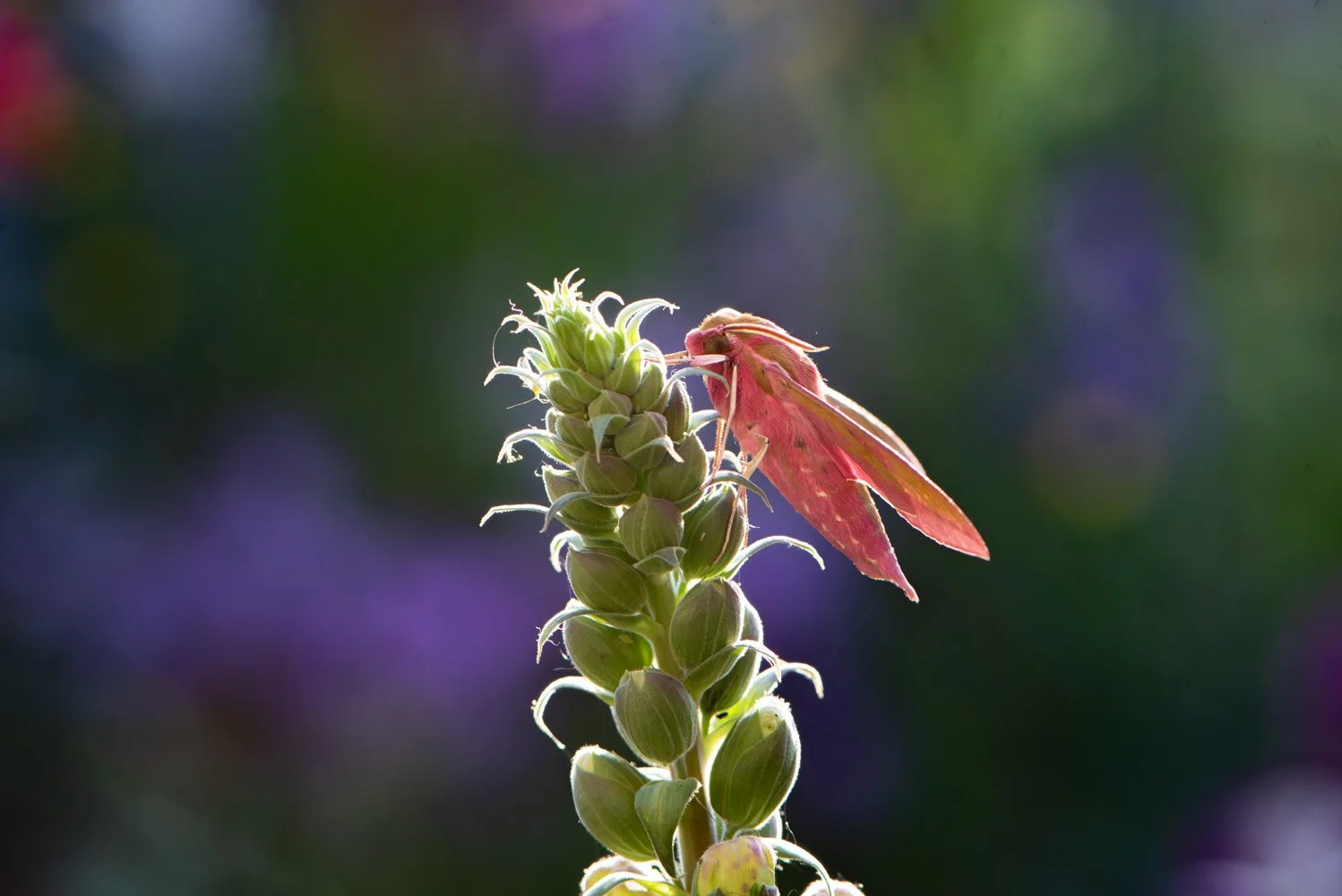 Elephant Hawk Moth