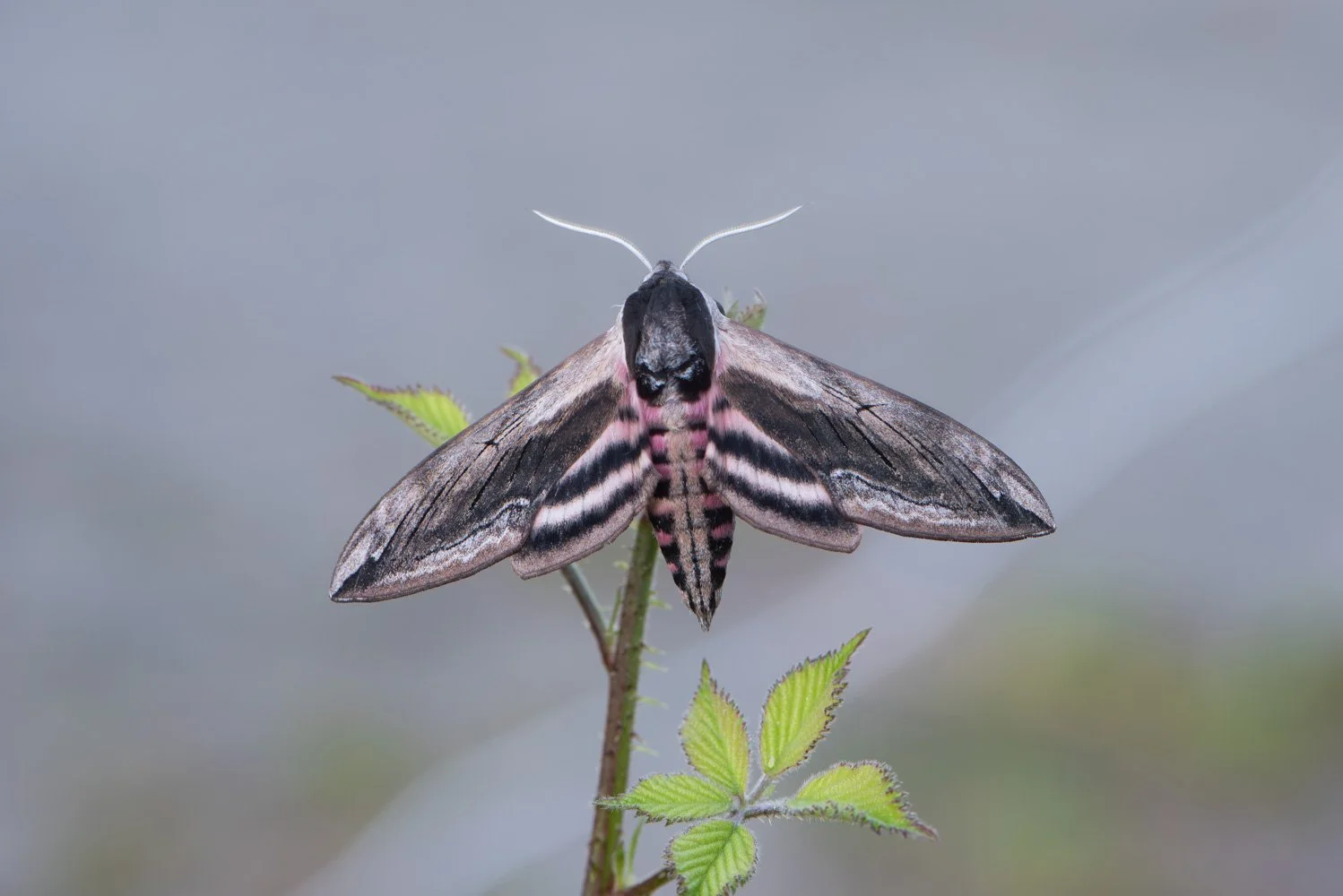Privet Hawk Moth