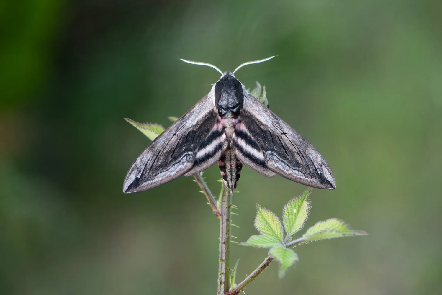 Privet Hawk Moth
