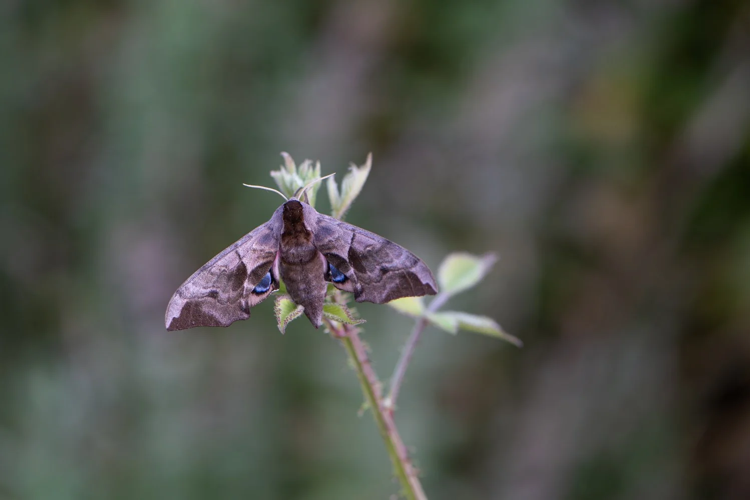Eyed Hawk Moth