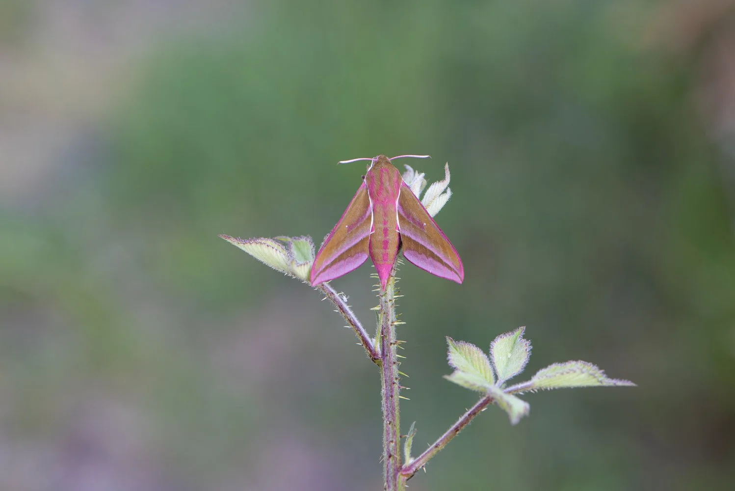 Elephant Hawk Moth